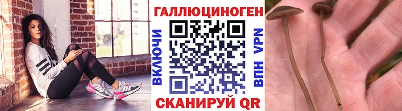 Купить  Ликино-Дулёво  Галлюциногенные грибы Cubensis 